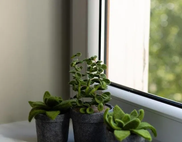 Cynamon - Sudeckie Historie Duszniki Zdroj